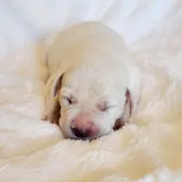 FULL ENGLISH LABRADOR PUPPY, a male Labrador Retriever for sale in Carson City, MI – 2 of 5
