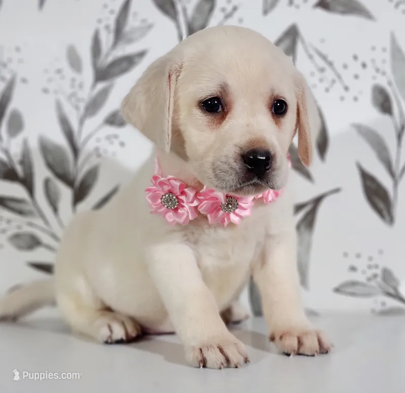 LIGHT PINK COLLAR (FULL ENGLISH) – Labrador Retriever puppy for sale in Carson City, MI