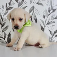 GREEN COLLAR, a male Labrador Retriever for sale in Carson City, MI – 2 of 5