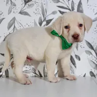 DARK GREEN COLLAR(FULL ENGLISH), a male Labrador Retriever for sale in Carson City, MI – 2 of 5