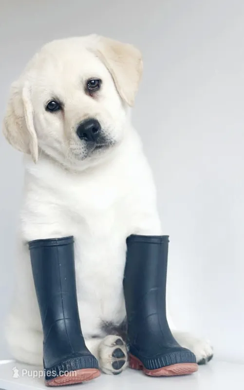 white lab puppy due – Labrador Retriever puppy for sale in Carson City, MI