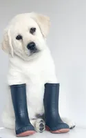 white lab puppy due, a  Labrador Retriever for sale in Carson City, MI – 1 of 5