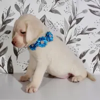 LIGHT BLUE COLLAR (FULL ENGLISH), a female Labrador Retriever for sale in Carson City, MI – 4 of 4