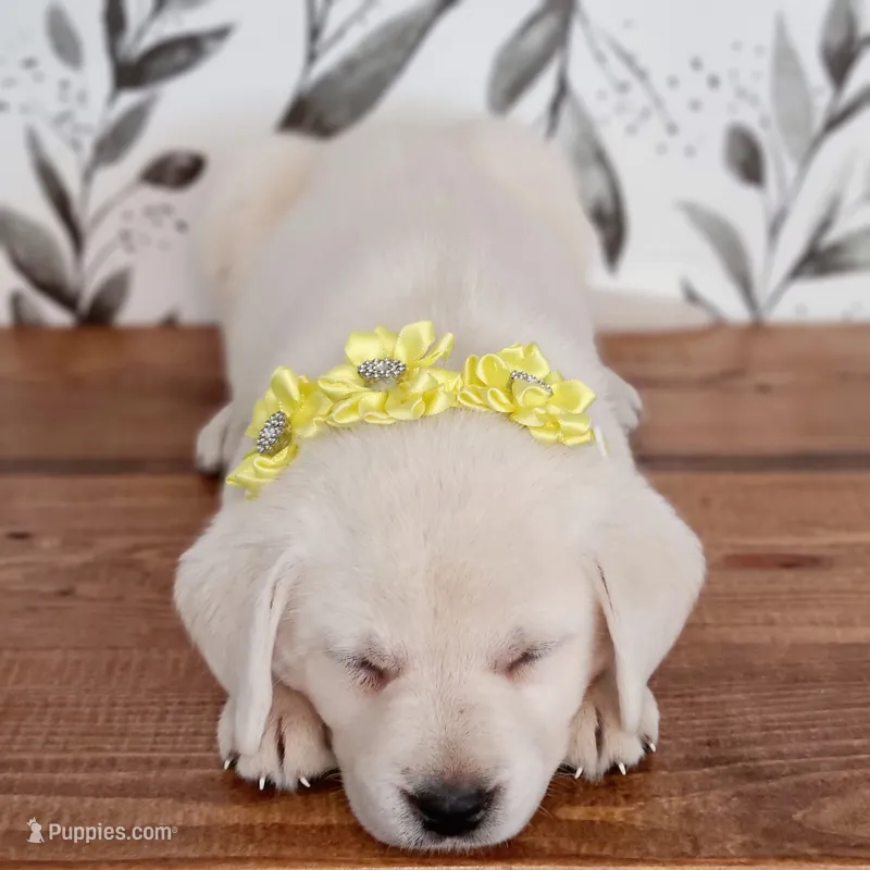WHITE ENGLISH LAB PUPPY – Labrador Retriever puppy for sale in Carson City, MI