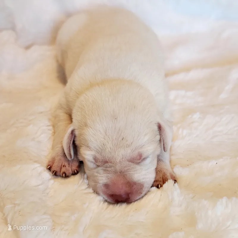 WHITE LAB PUPPY – Labrador Retriever puppy for sale in Carson City, MI