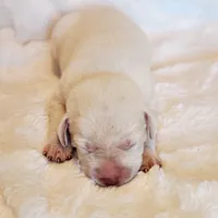 ENGLISH LAB PUPPY, a male Labrador Retriever for sale in Carson City, MI – 2 of 4