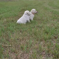 AKC GUNNER, a male Labrador Retriever for sale in Carson City, MI – 5 of 7