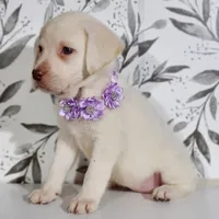 PURPLE COLLAR, a female Labrador Retriever for sale in Carson City, MI – 3 of 5