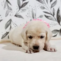LIGHT PINK COLLAR (FULL ENGLISH), a female Labrador Retriever for sale in Carson City, MI – 1 of 2