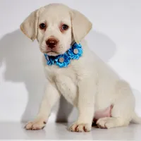 SADIE, a female Labrador Retriever for sale in Carson City, MI – 2 of 7