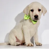 WHITE LAB PUPPY, a male Labrador Retriever for sale in Carson City, MI – 4 of 6