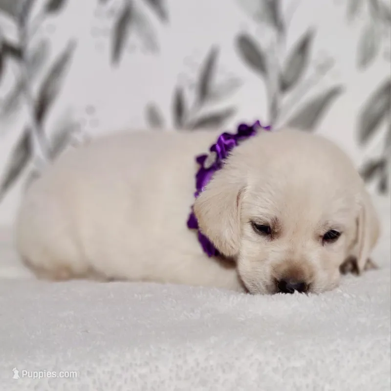 AKC WHITE LAB PUPPY(PUPRLE COLLAR) – Labrador Retriever puppy for sale in Carson City, MI