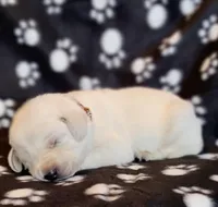 AKC WHITE LAB PUPPY, a male Labrador Retriever for sale in Carson City, MI – Photo 3 of 5