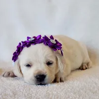 AKC WHITE LAB PUPPY(PUPRLE COLLAR), a female Labrador Retriever for sale in Carson City, MI – Photo 1 of 4