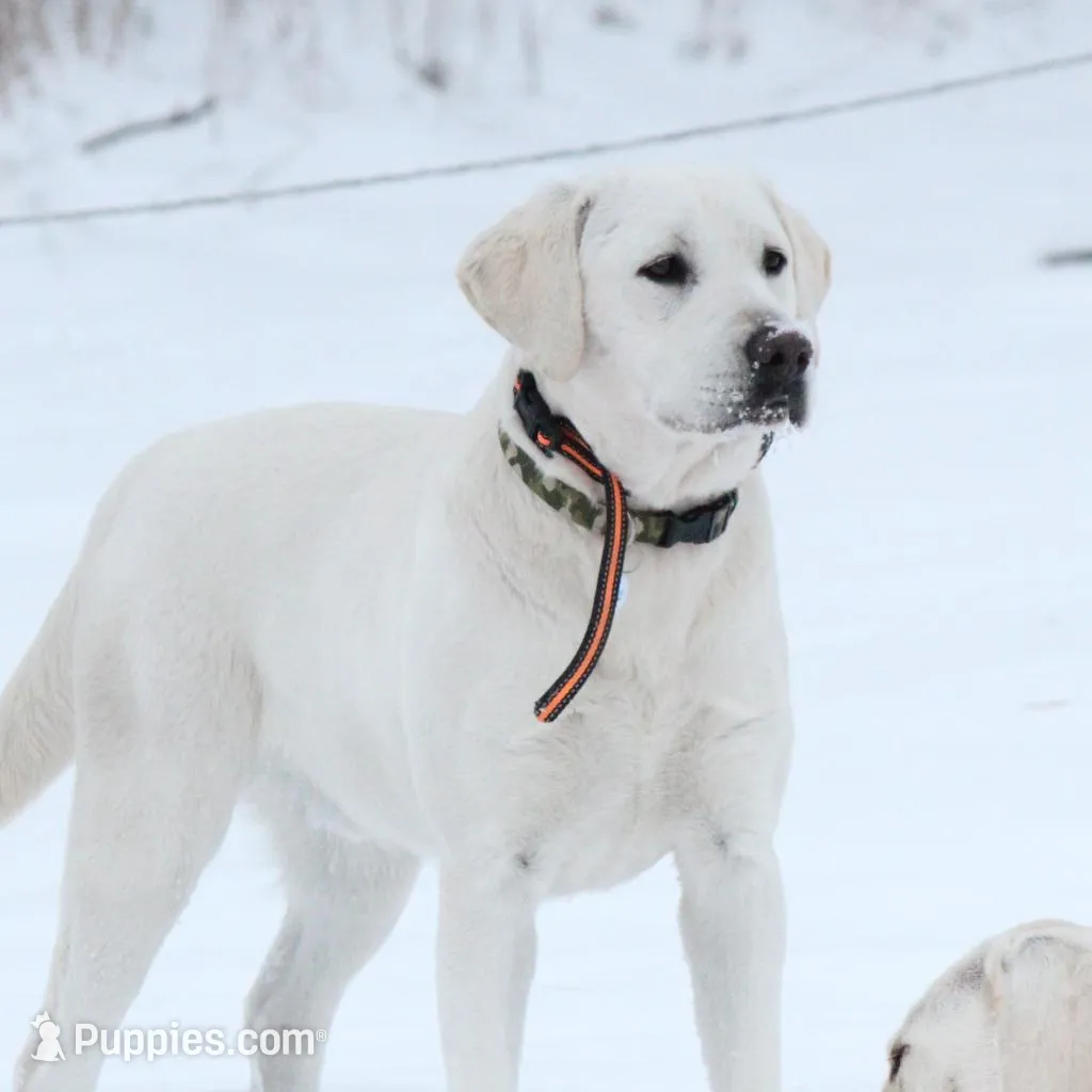 AKC WHITE LAB PUPPY, a male Labrador Retriever for sale in Carson City, MI – Photo 4 of 5