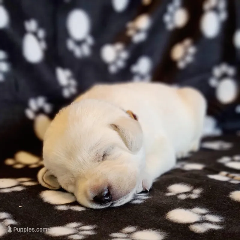 AKC WHITE LAB PUPPY