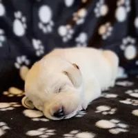 AKC WHITE LAB PUPPY, a male Labrador Retriever for sale in Carson City, MI – Photo 1 of 5