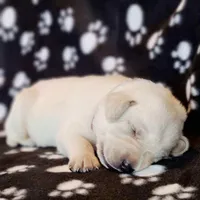 AKC WHITE LAB PUPPY, a male Labrador Retriever for sale in Carson City, MI – Photo 2 of 5
