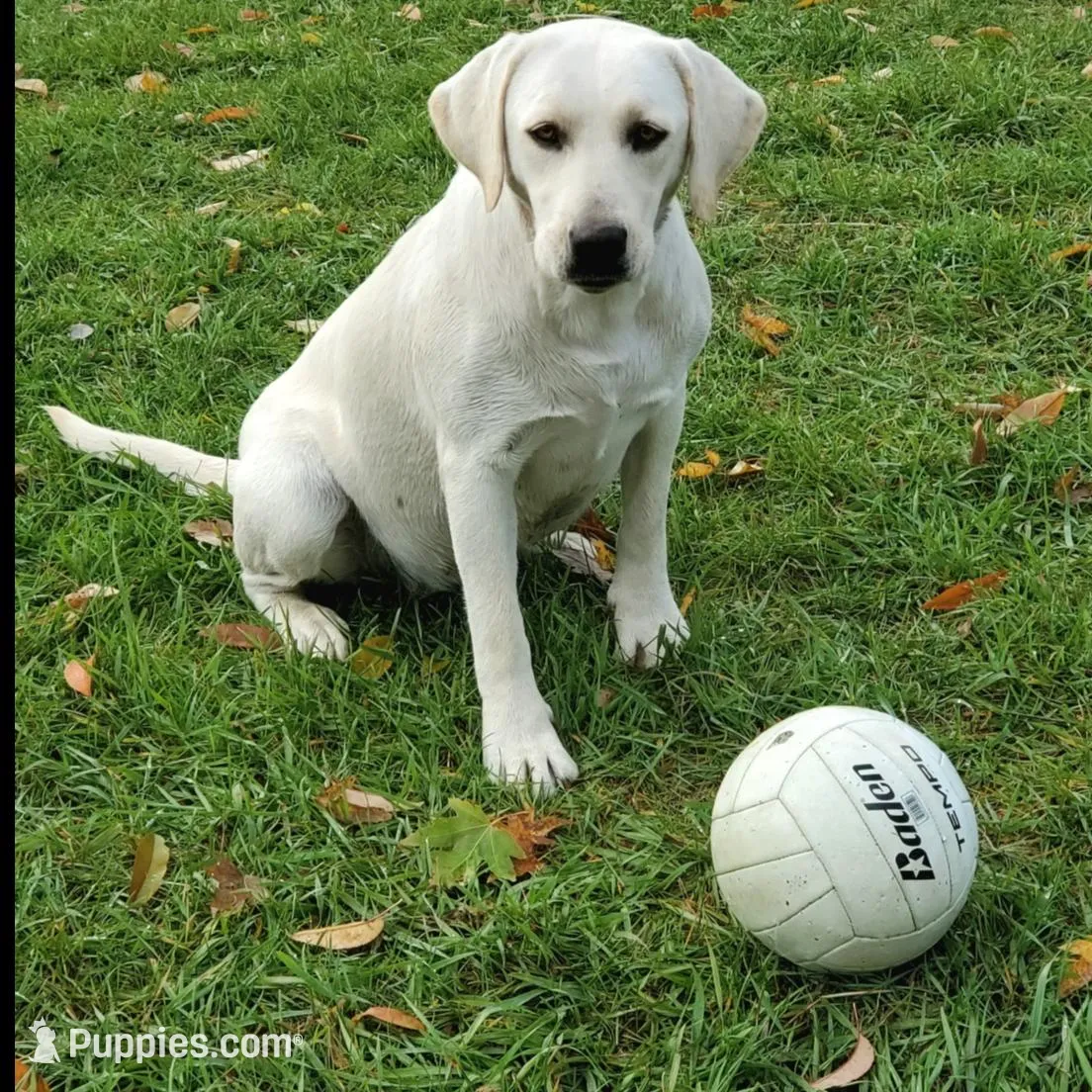 AKC WHITE LAB PUPPY, a male Labrador Retriever for sale in Carson City, MI – Photo 5 of 5