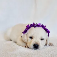 AKC WHITE LAB PUPPY(PUPRLE COLLAR), a female Labrador Retriever for sale in Carson City, MI – Photo 2 of 4