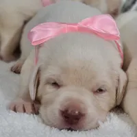 WHITE ENGLISH LAB PUPPY, a female Labrador Retriever for sale in Carson City, MI – 2 of 3