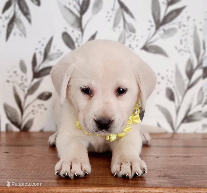 YELLOW COLLAR (FULL ENGLISH) – Labrador Retriever puppy for sale in Carson City, MI