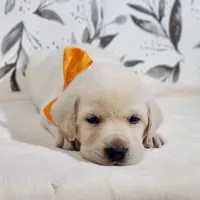 FULL ENGLISH ORANGE COLLAR, a male Labrador Retriever for sale in Carson City, MI – 1 of 2