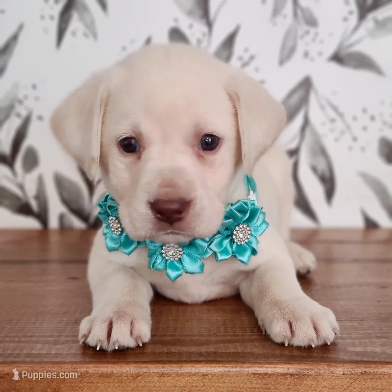 Snowflake – White English Labrador Puppy – Labrador Retriever puppy for sale in Carson City, MI
