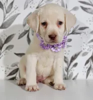 PURPLE COLLAR, a female Labrador Retriever for sale in Carson City, MI – 2 of 5