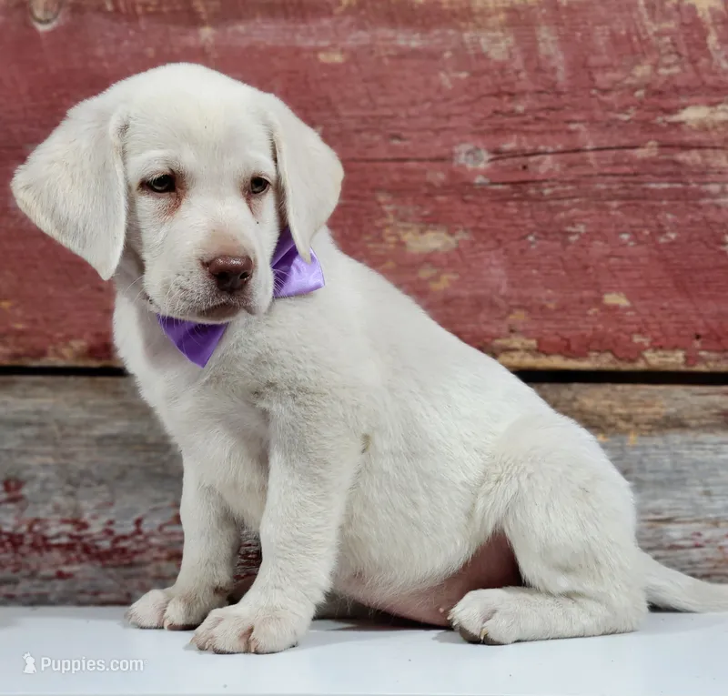 KINLEY (FULL ENGLISH) – Labrador Retriever puppy for sale in Carson City, MI
