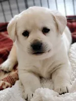 white lab puppy due, a  Labrador Retriever for sale in Carson City, MI – 4 of 5