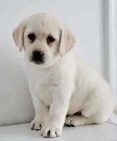 white lab puppy due, a  Labrador Retriever for sale in Carson City, MI – 3 of 5