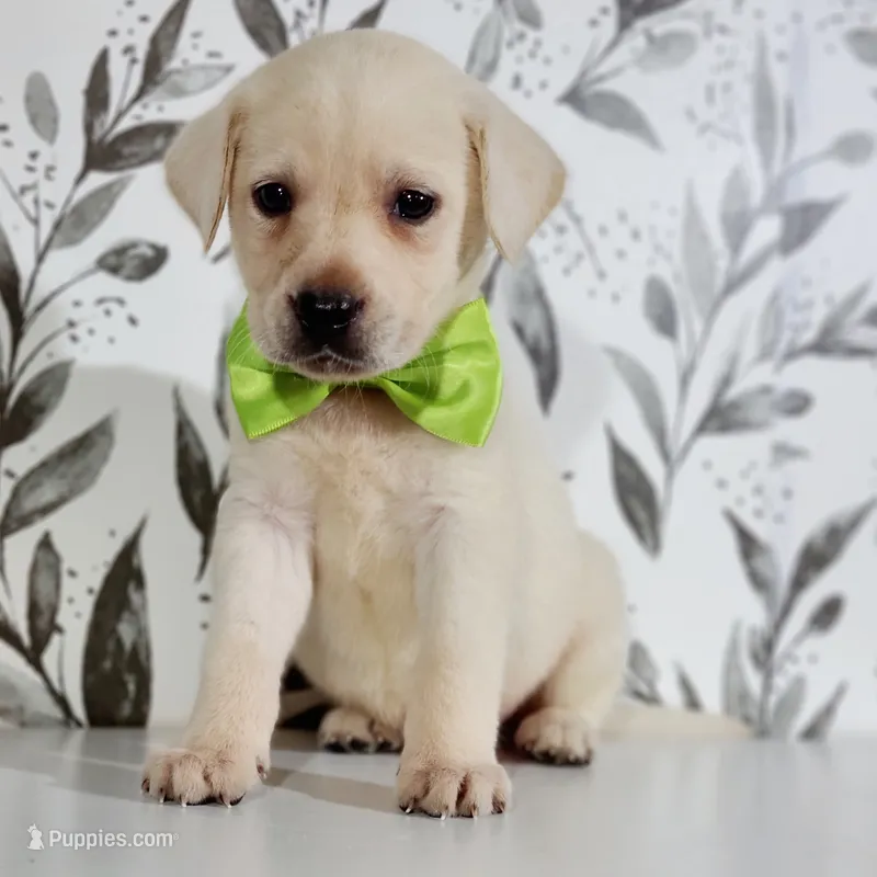 GREEN COLLAR – Labrador Retriever puppy for sale in Carson City, MI