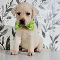 GREEN COLLAR, a male Labrador Retriever for sale in Carson City, MI – 1 of 5