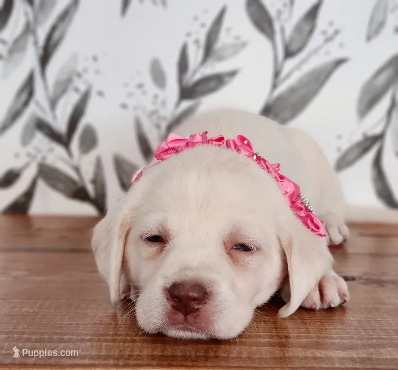 AKC PINK COLLAR – Labrador Retriever puppy for sale in Carson City, MI
