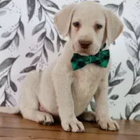 RUGER, a male Labrador Retriever for sale in Carson City, MI – 7 of 8