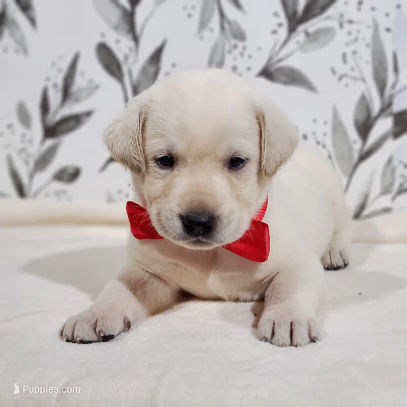 FULL ENGLISH RED COLLAR – Labrador Retriever puppy for sale in Carson City, MI