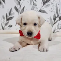 FULL ENGLISH RED COLLAR, a male Labrador Retriever for sale in Carson City, MI – 1 of 2