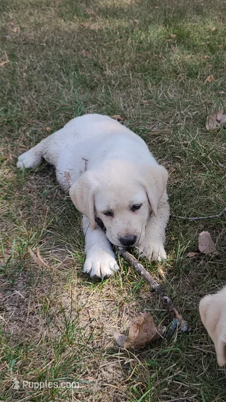 AKC GUNNER – Labrador Retriever puppy for sale in Carson City, MI