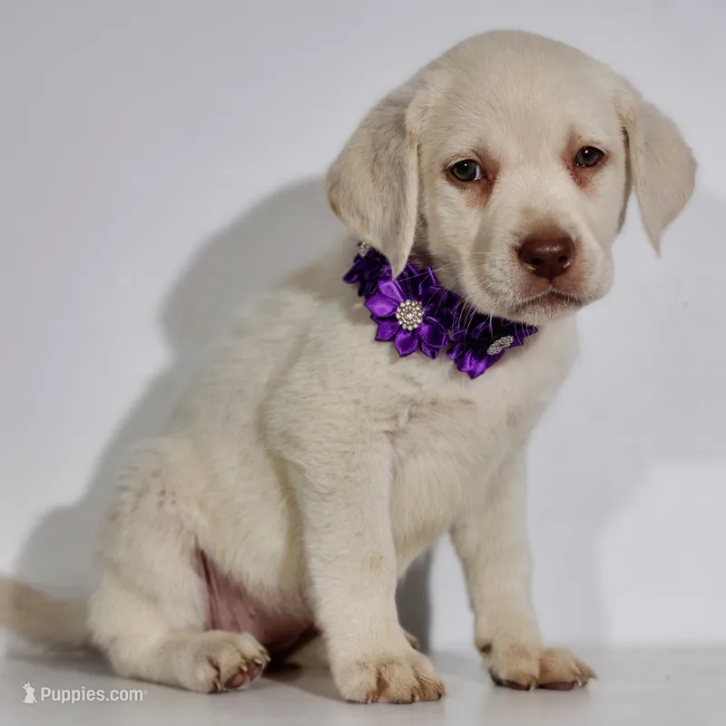 PURPLE COLLAR – Labrador Retriever puppy for sale in Carson City, MI