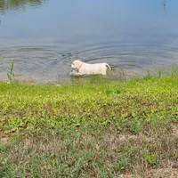 FULL ENGLISH AKC HUNTER, a male Labrador Retriever for sale in Carson City, MI – 2 of 9