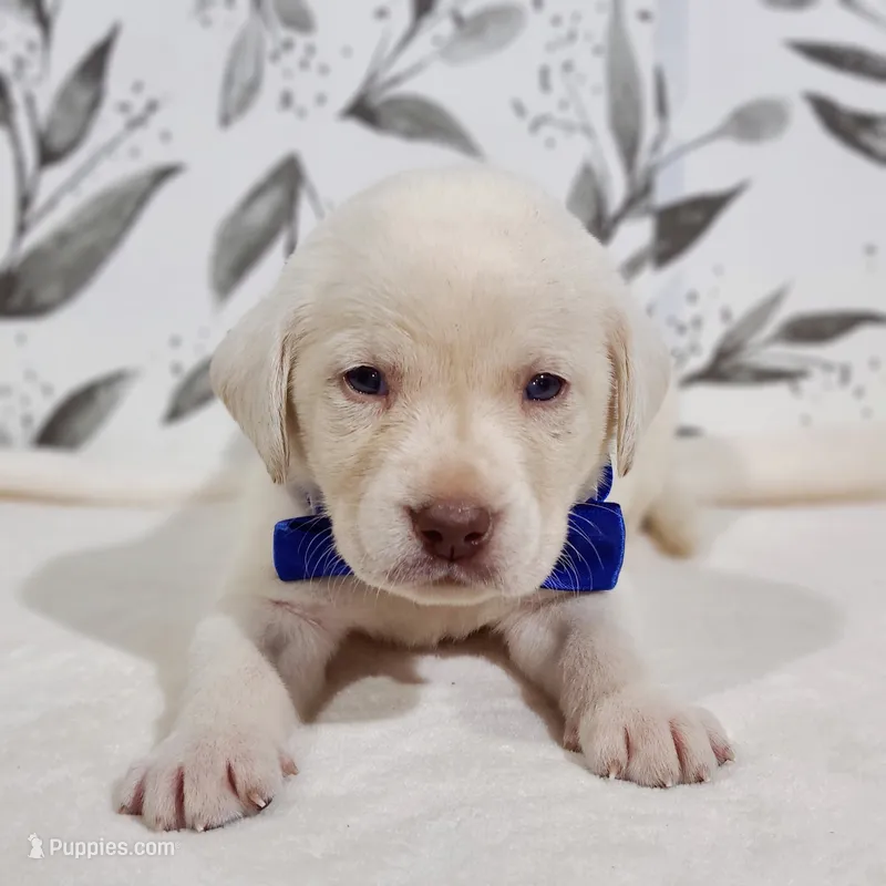 DARK BLUE COLLAR (FULL ENGLISH) – Labrador Retriever puppy for sale in Carson City, MI