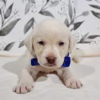 DARK BLUE COLLAR (FULL ENGLISH), a male Labrador Retriever for sale in Carson City, MI – 1 of 2