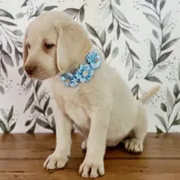 SADIE, a female Labrador Retriever for sale in Carson City, MI – 6 of 7