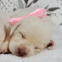 WHITE ENGLISH LAB PUPPY, a female Labrador Retriever for sale in Carson City, MI – 3 of 3