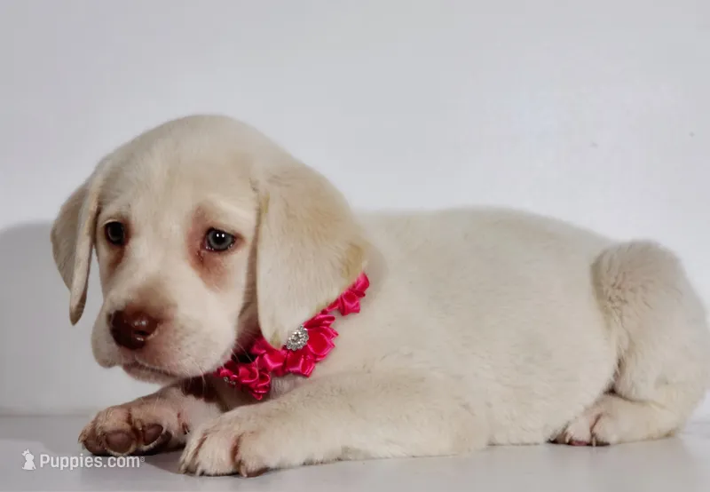 PINK COLLAR – Labrador Retriever puppy for sale in Carson City, MI
