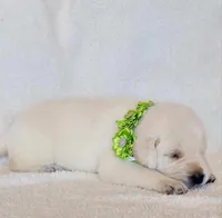 CREAM, FULL ENGLISH LIGHT GREEN FEMALE, a female Labrador Retriever for sale in Carson City, MI – Photo 2 of 4