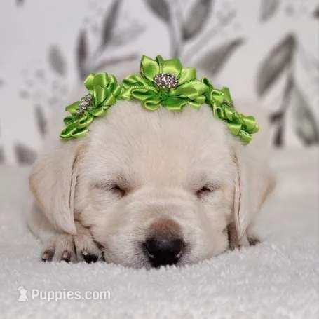 CREAM, FULL ENGLISH LIGHT GREEN FEMALE – Labrador Retriever puppy for sale in Carson City, MI