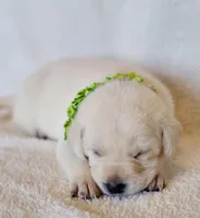 CREAM, FULL ENGLISH LIGHT GREEN FEMALE, a female Labrador Retriever for sale in Carson City, MI – Photo 3 of 4