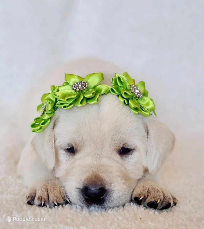 CREAM, FULL ENGLISH LIGHT GREEN FEMALE, a female Labrador Retriever for sale in Carson City, MI – Photo 1 of 4